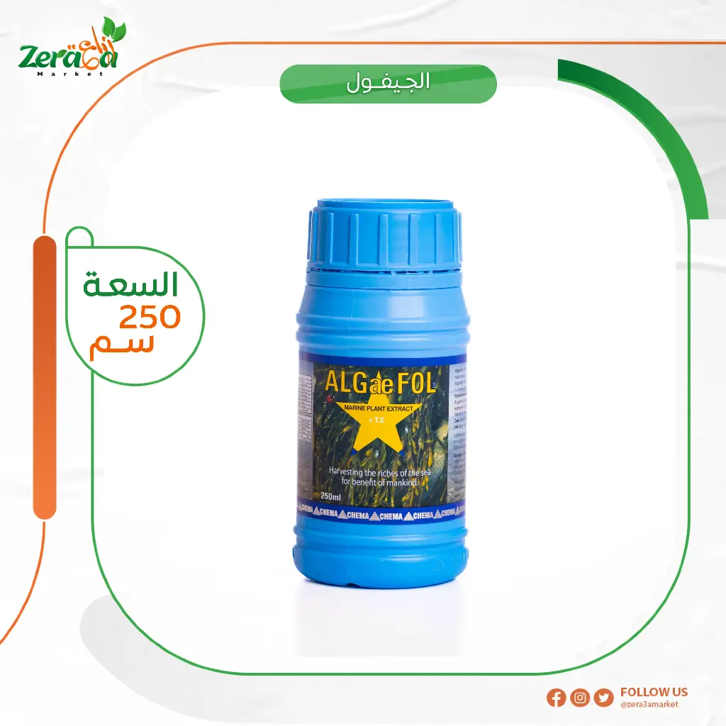 الجيفول - 250  سم